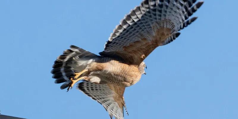 Cover image for Getting Started