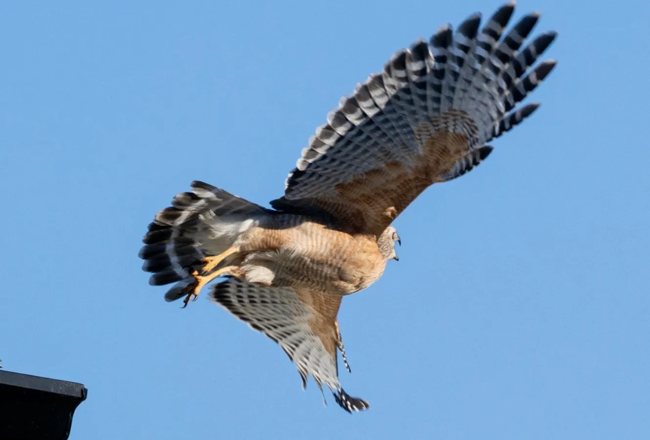 Cover image for Getting Started