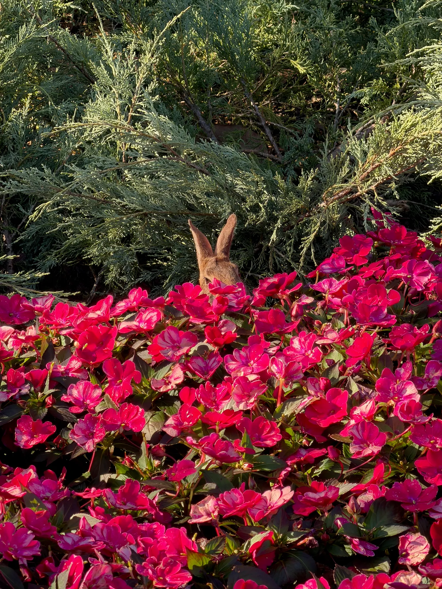 a bunny rabbit hiding in the plants