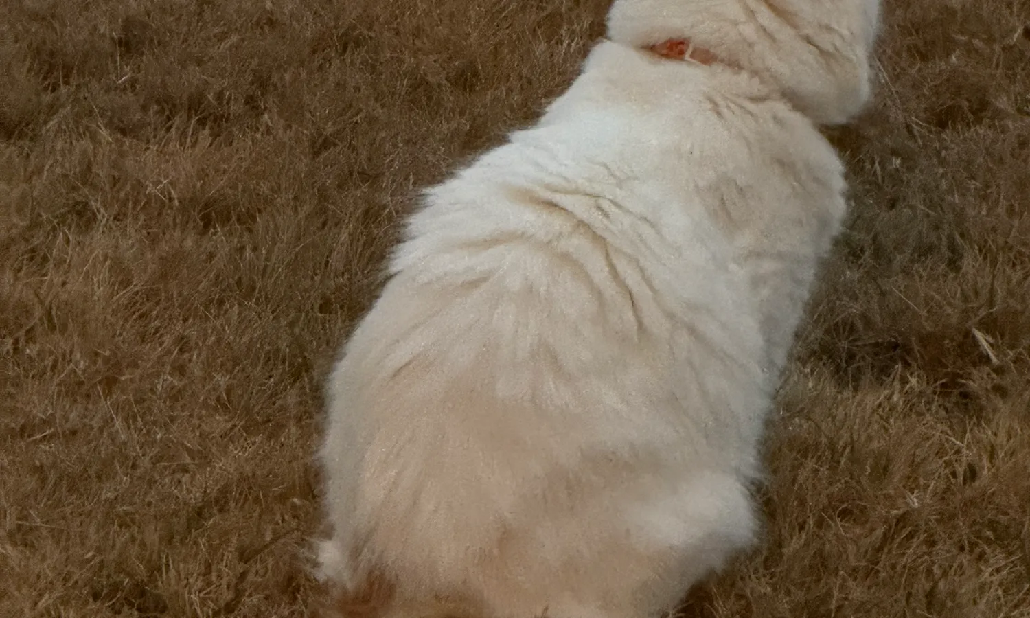 Cover image for Our Little Guys