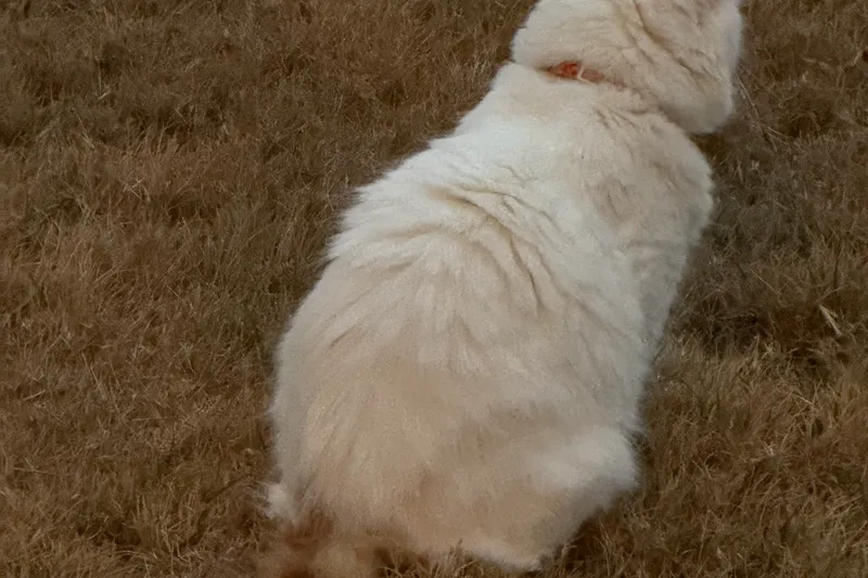 Cover image for Our Little Guys